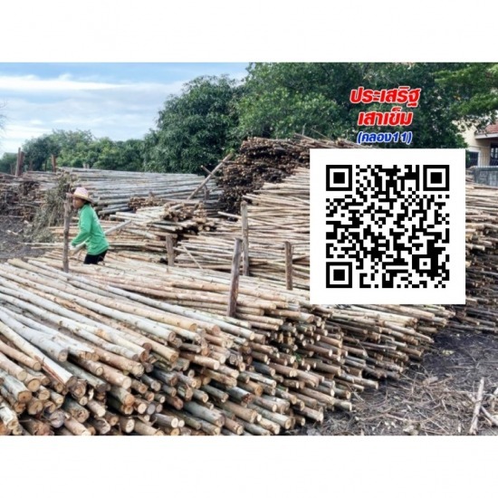เสาเข็มไม้ยูคา ประเสริฐยูคาเทรด - ขายไม้เสา ปทุมธานี