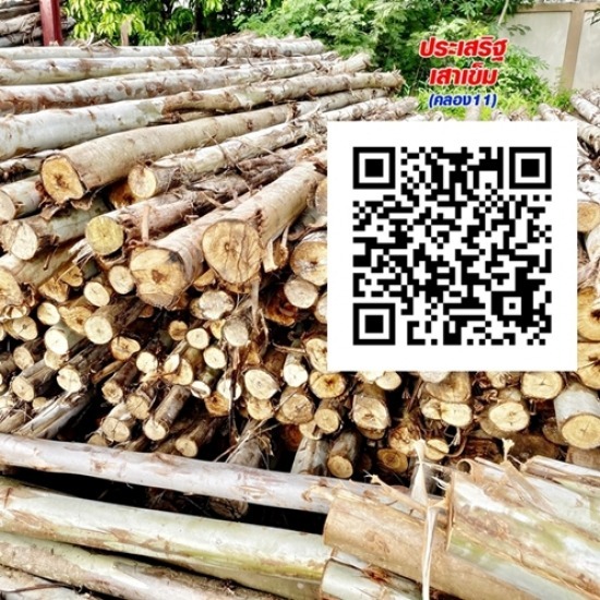 ขายไม้ยูคา ปทุมธานี ขายไม้ยูคา ปทุมธานี 